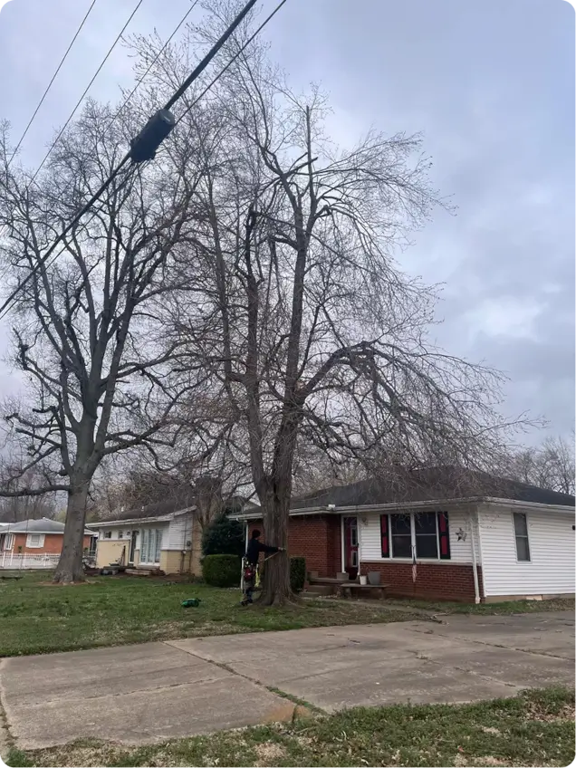 Recent Lawn & Tree Service Projects in Birmingham, AL