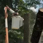 Tree Removal