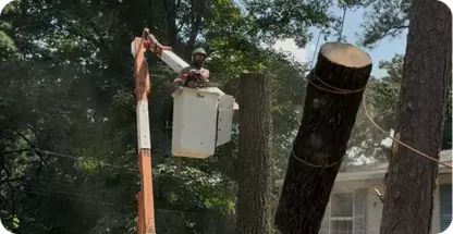 Tree Removal