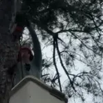 Tree Trimming/Pruning