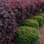 Shrub Removal/Trimming