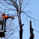 Lawn Care