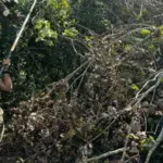 Yard Cleanup