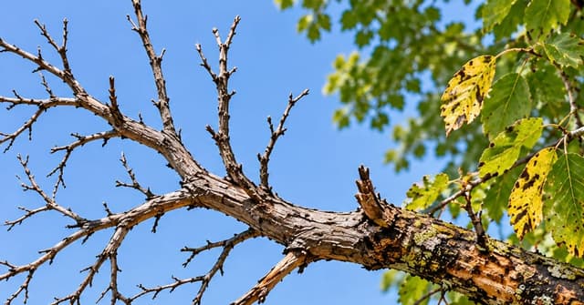 Side-by-side comparison of a dry dead twig and a diseased branch with leaf discoloration