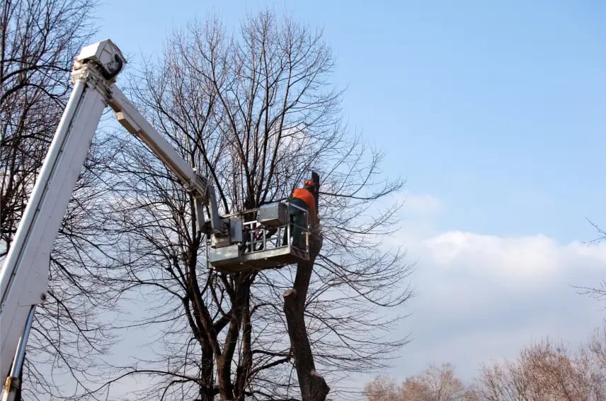 Who Pays If a Neighbor's Tree Falls on Your Birmingham Property?
