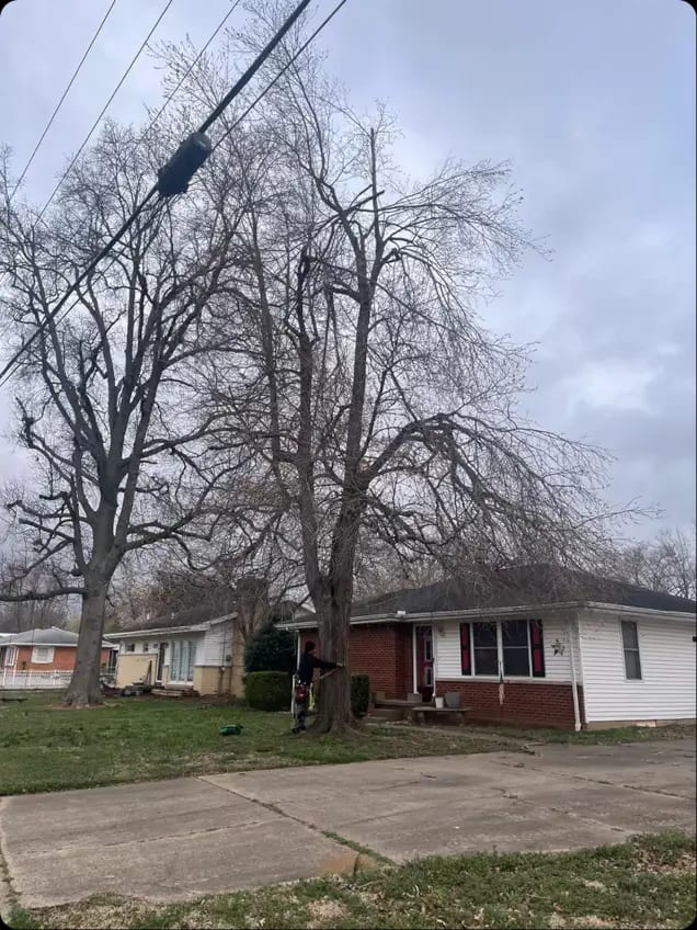 Recent Lawn & Tree Service Projects in Birmingham, AL