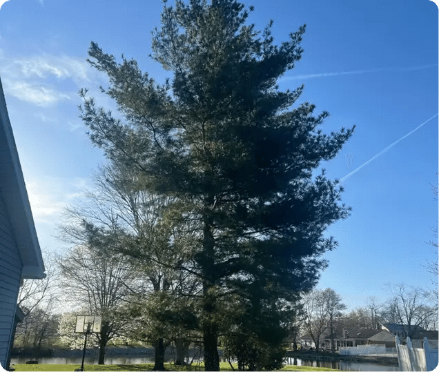 Birmingham Tree Service Resources