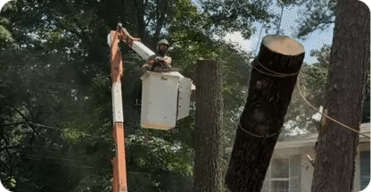 Tree Removal