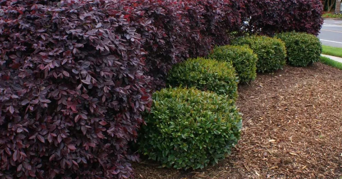 Shrub Removal & Trimming in Birmingham, AL