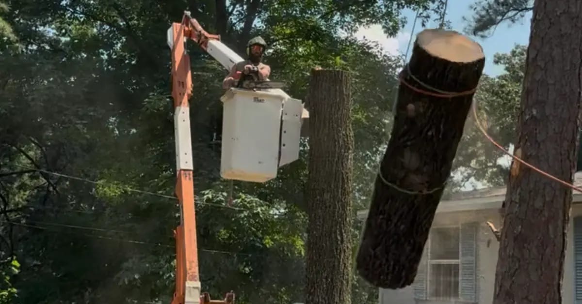 Tree Removal in Birmingham, AL