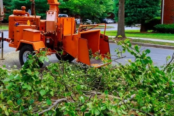 Tree Trimming and Pruning in Birmingham, AL